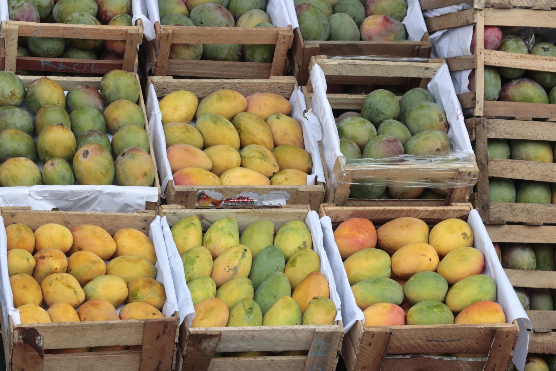 Producción de mango registró 63,114 toneladas y creció 433% en ...