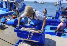 PRODUCE autoriza Operación Calamar Gigante V y Prospección Pesquera para fortalecer la investigación científica y garantizar la sostenibilidad de la pota